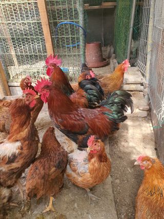 김영복님의 작성글 사진