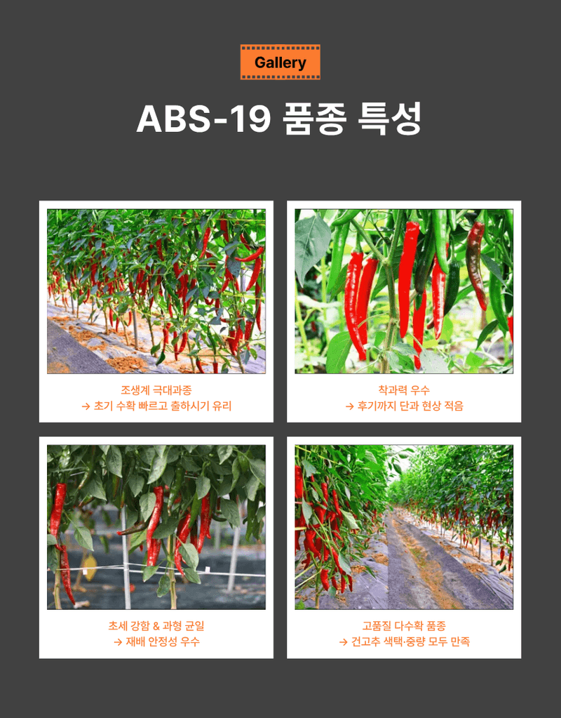 대산농사대장님의 장터 판매 상품 [ABS-19 복합내병계] 첨부 사진