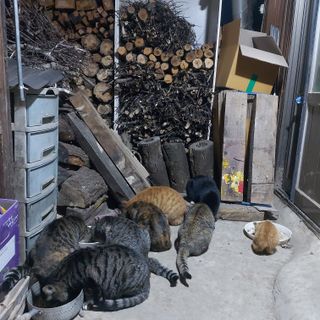 가로수님의 자유주제 · 자유게시판 작성글 사진