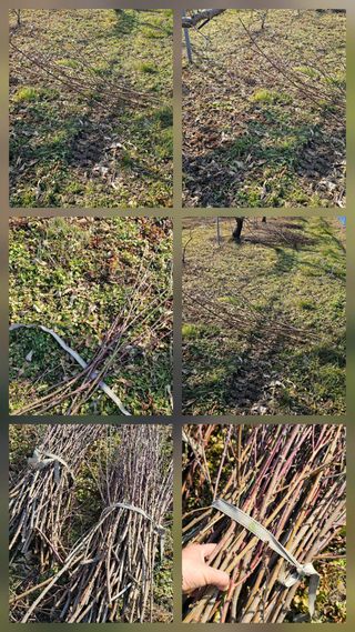 뿌리묘목농원님의 자유주제 · 자유게시판 작성글 사진