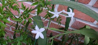 달맛햇복숭아농원님의 자유주제 · 자유게시판 작성글 사진