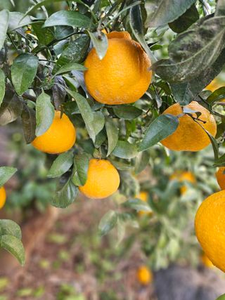 새달귤농장님의 자유주제 · 자유게시판 작성글 사진