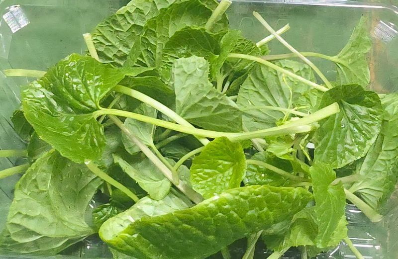 남도와사비님의 장터 판매 상품 [생와사비어린잎300g] 첨부 사진