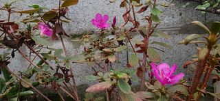 달맛햇복숭아농원님의 자유주제 · 자유게시판 작성글 사진