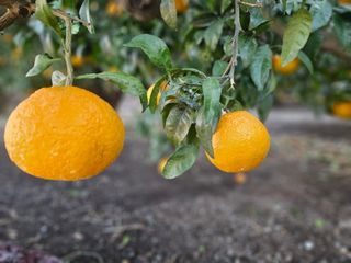 새달귤농장님의 자유주제 · 자유게시판 작성글 사진