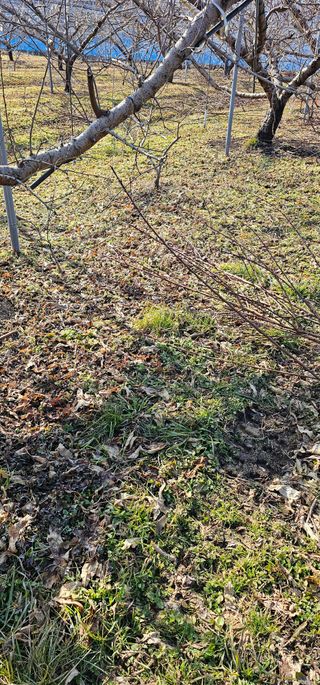 뿌리묘목농원님의 자유주제 · 자유게시판 작성글 사진