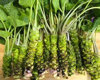 남도와사비님의 자유주제 · 자유게시판 작성글 사진