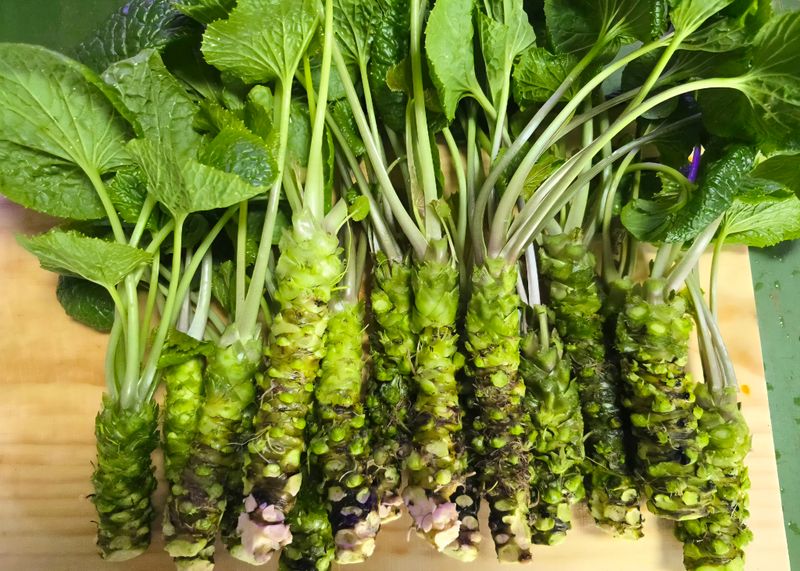 남도와사비님의 장터 판매 상품 [생와사비어린잎300g] 첨부 사진