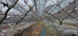 달맛햇복숭아농원님의 자유주제 · 자유게시판 작성글 사진