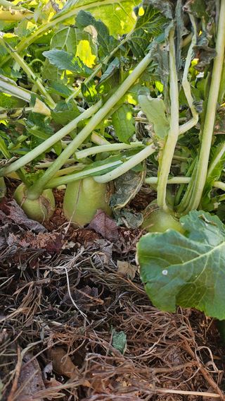 유기농으로키우자님의 자유주제 · 자유게시판 작성글 사진