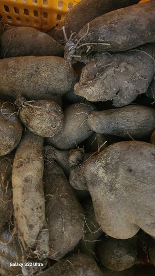 매기소골농장님의 작성글 사진