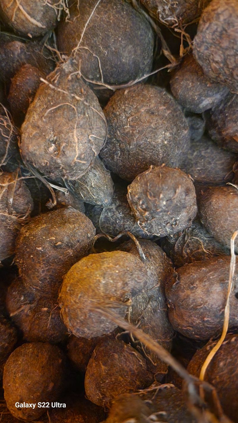 매기소골농장님의 장터 판매 상품 [자색마,열매마 종자용5kg] 첨부 사진