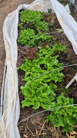 팜모닝 자유주제·자유게시판 게시글 이미지