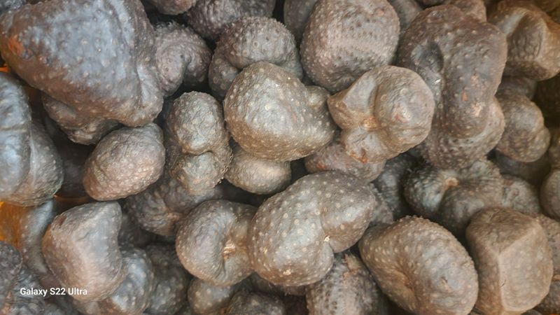 매기소골농장님의 장터 판매 상품 [자색마,열매마 종자용5kg] 첨부 사진