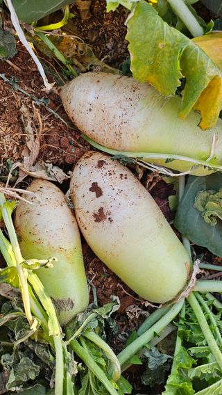 유기농으로키우자님의 자유주제 · 자유게시판 작성글 사진