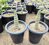 팜모닝 자유주제·자유게시판 게시글 이미지