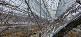 달맛햇복숭아농원님의 자유주제 · 자유게시판 작성글 사진