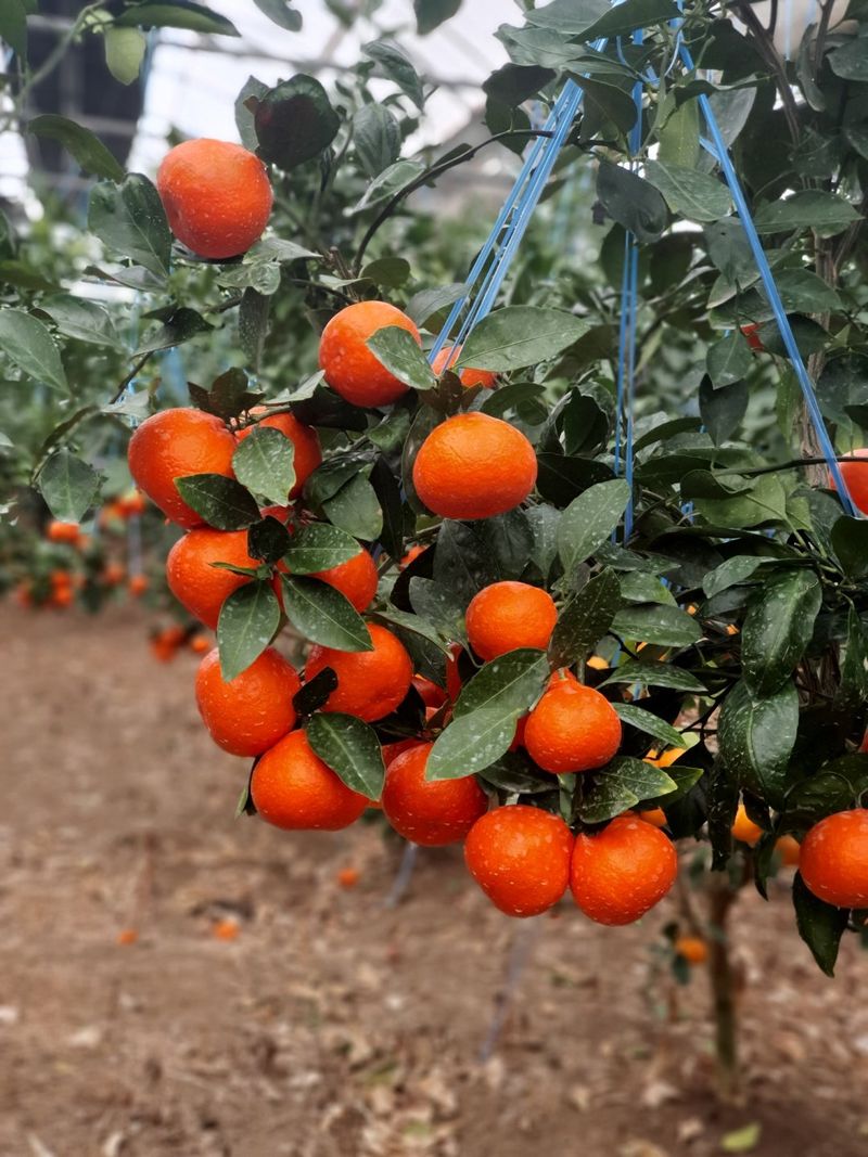 장터 상품 [당도높은루비향대과10kg] 썸네일