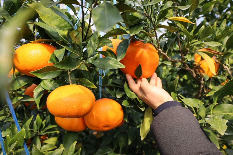 양애숙님의 장터 판매 상품 [선물용으로최고레드향] 첨부 사진