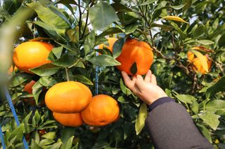 양애숙님의 작성글 사진