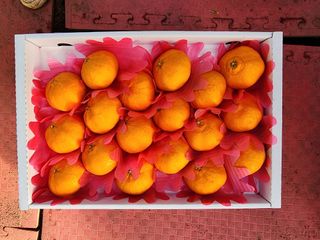 제주부자팜님의 자유주제 · 자유게시판 작성글 사진