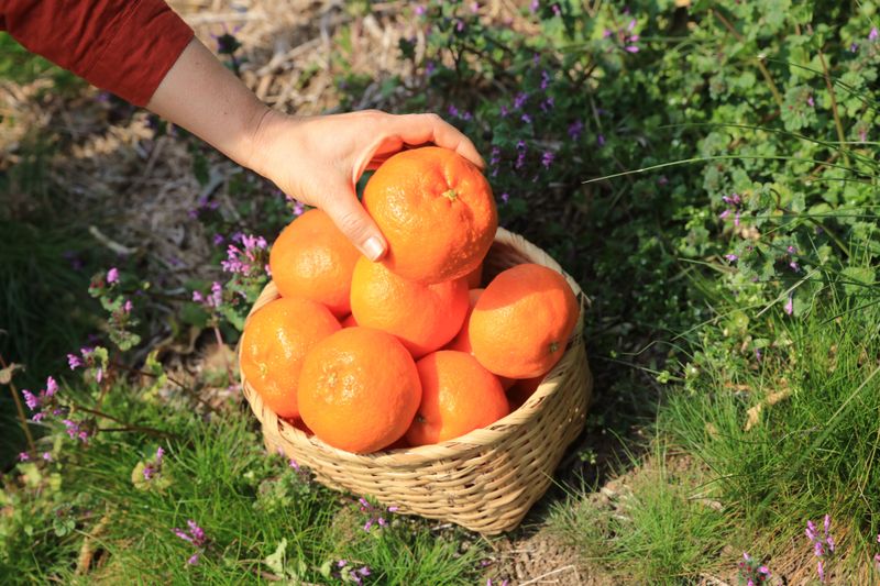 양애숙님의 장터 판매 상품 [선물용으로최고레드향] 첨부 사진