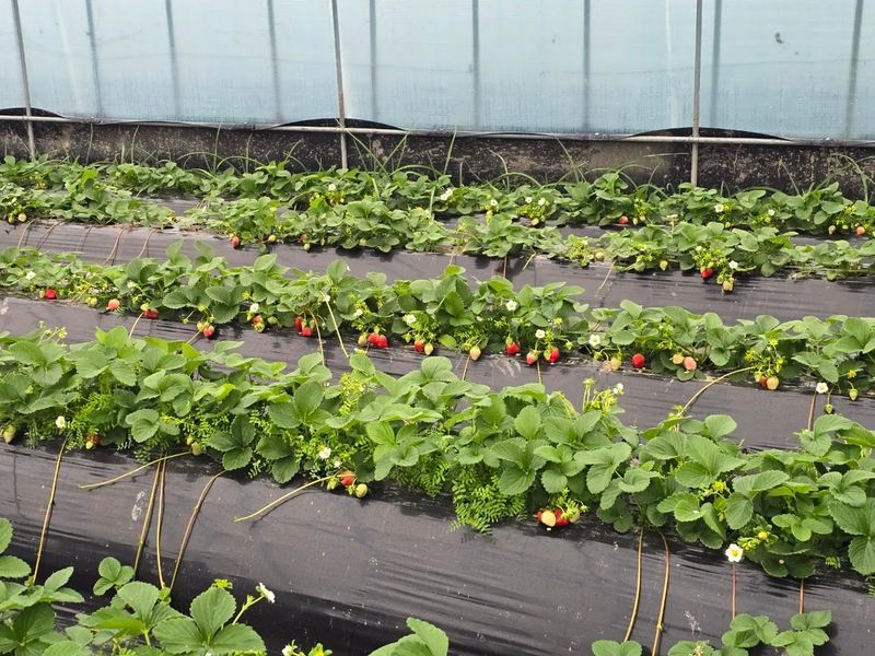 강미향님의 장터 판매 상품 [무농약딸기] 첨부 사진