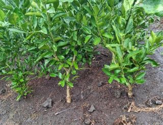 송응준님의 자유주제 · 자유게시판 작성글 사진