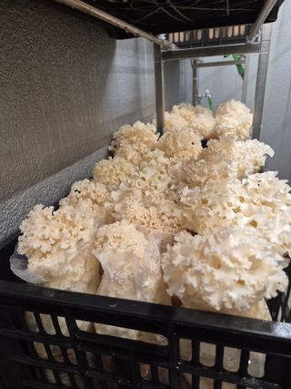 호미자루님의 자유주제 · 자유게시판 작성글 사진