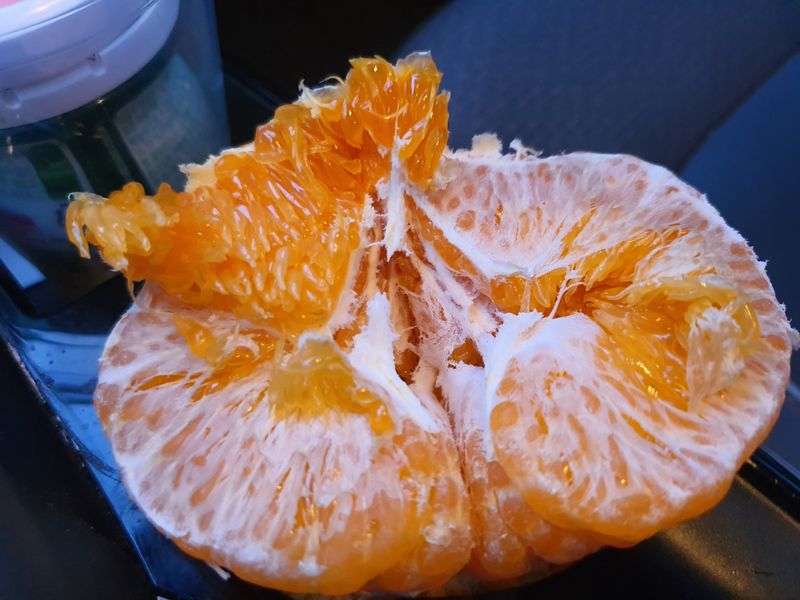 양애숙님의 장터 판매 상품 [선물용으로최고레드향] 첨부 사진