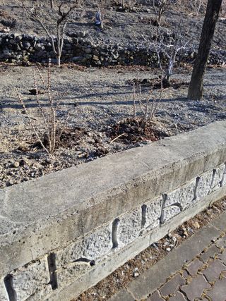 김용대님의 자유주제·자유게시판 작성글 사진