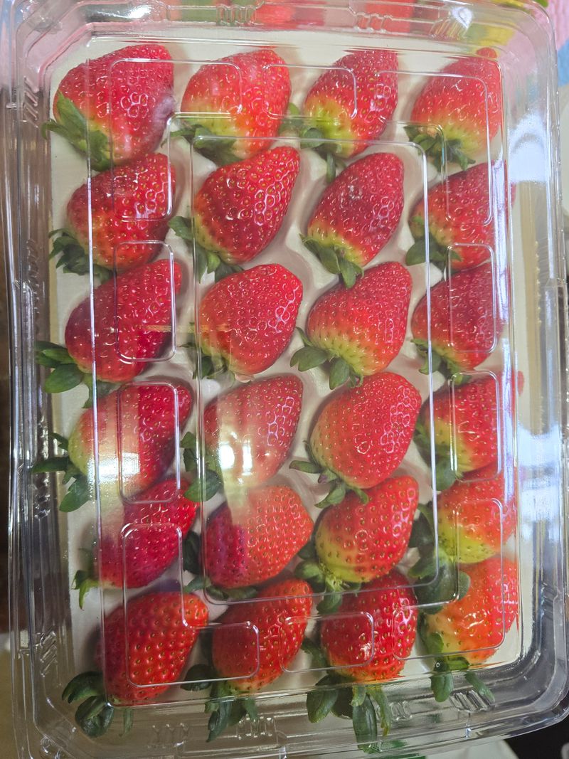 강미향님의 장터 판매 상품 [무농약딸기] 첨부 사진