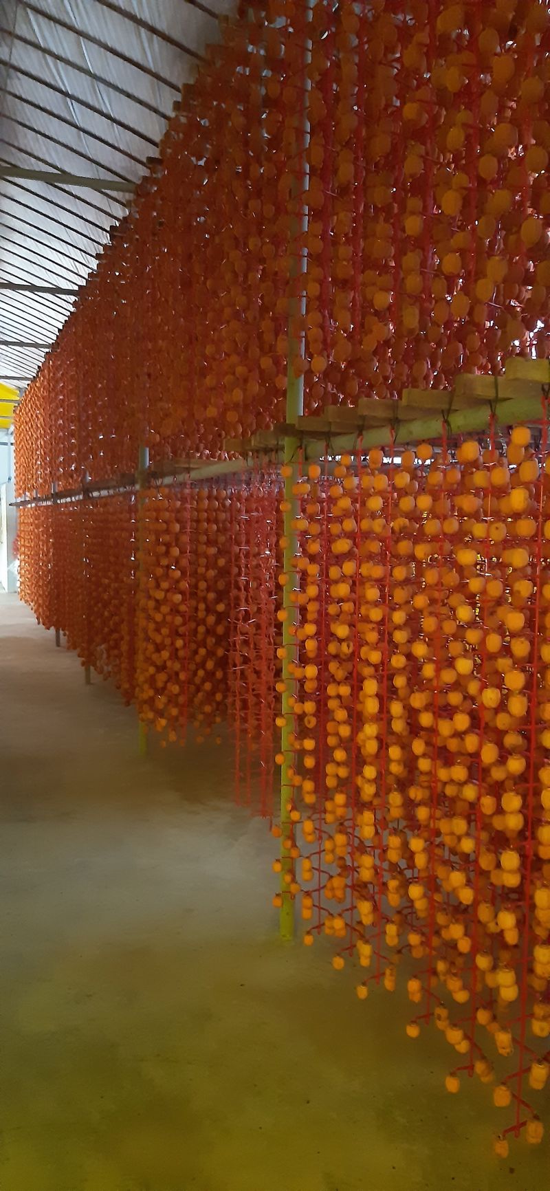 한상섭님의 장터 판매 상품 [상주곶감(실속형2kg)60개,50개,40개 가성비짱 ] 첨부 사진