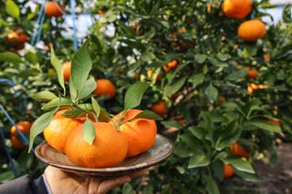 양애숙님의 작성글 사진