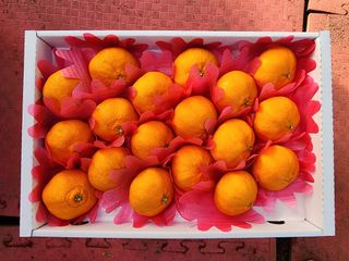 제주부자팜님의 자유주제 · 자유게시판 작성글 사진