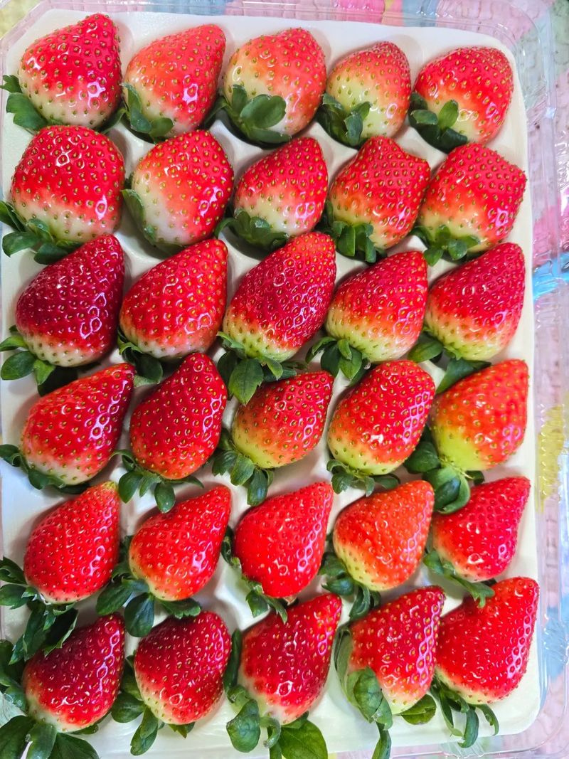 강미향님의 장터 판매 상품 [무농약딸기] 첨부 사진