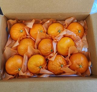 제주부자팜님의 자유주제 · 자유게시판 작성글 사진