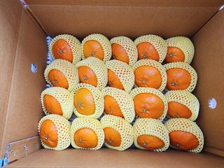 제주부자팜님의 자유주제 · 자유게시판 작성글 사진