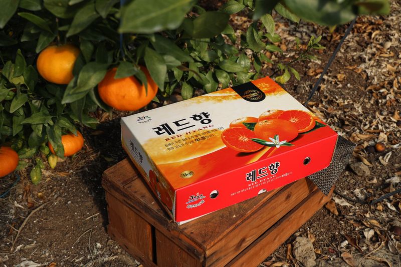 양애숙님의 장터 판매 상품 [선물용으로최고레드향] 첨부 사진