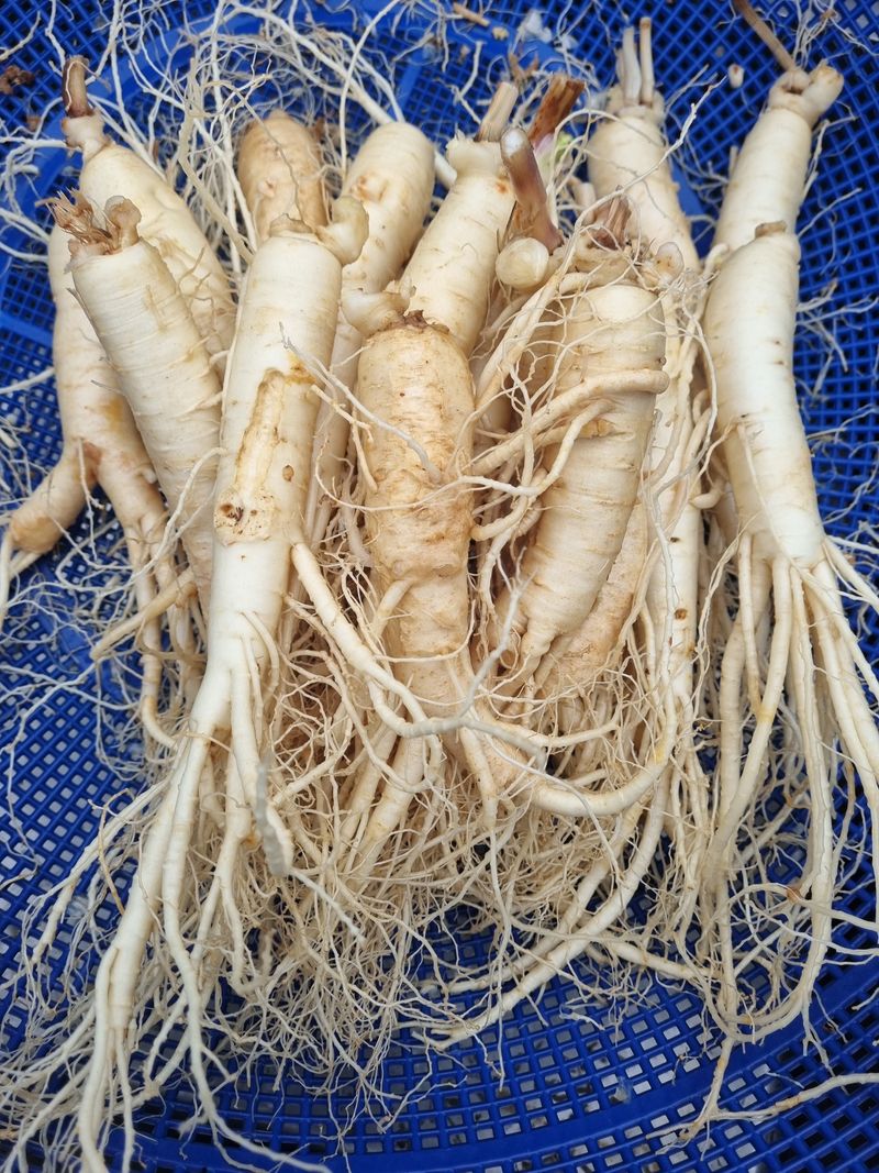 모두팜님의 장터 판매 상품 [세척인삼 1.5k] 첨부 사진