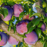 팜모닝 · 게시글 이미지