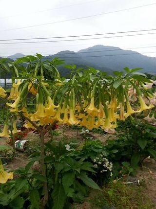 농민님의 자유주제 · 자유게시판 작성글 사진