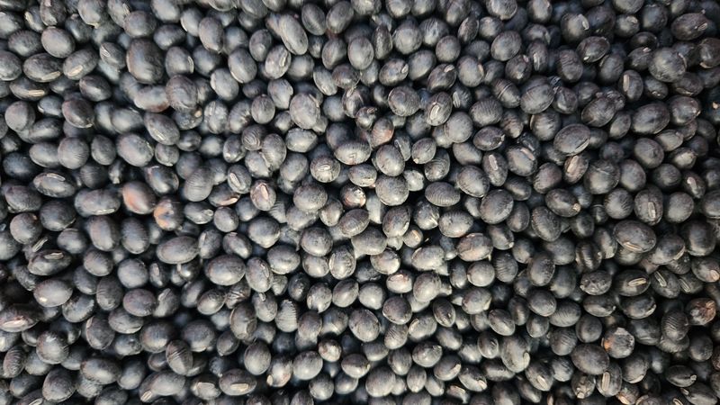 장터 상품 [25년산 햇 서리태청자5호요] 썸네일