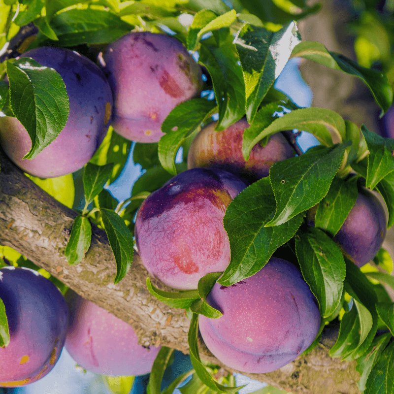 장터 상품 [왕피자두가 주렁주렁 왕피자두 접목 1년생 묘목] 썸네일