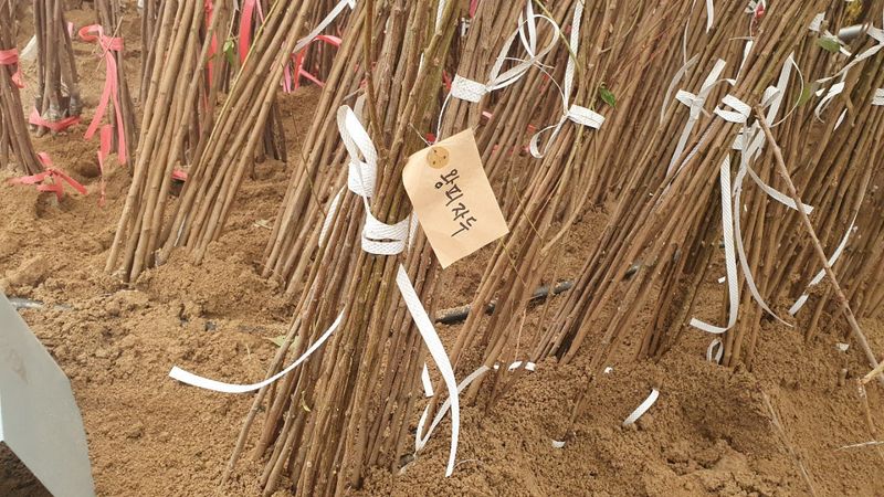 뿌리깊은나무농원님의 장터 판매 상품 [왕피자두가 주렁주렁 왕피자두 접목 1년생 묘목] 첨부 사진