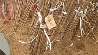 뿌리깊은나무농원님의 작성글 사진