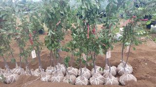 뿌리깊은나무농원님의 작성글 사진