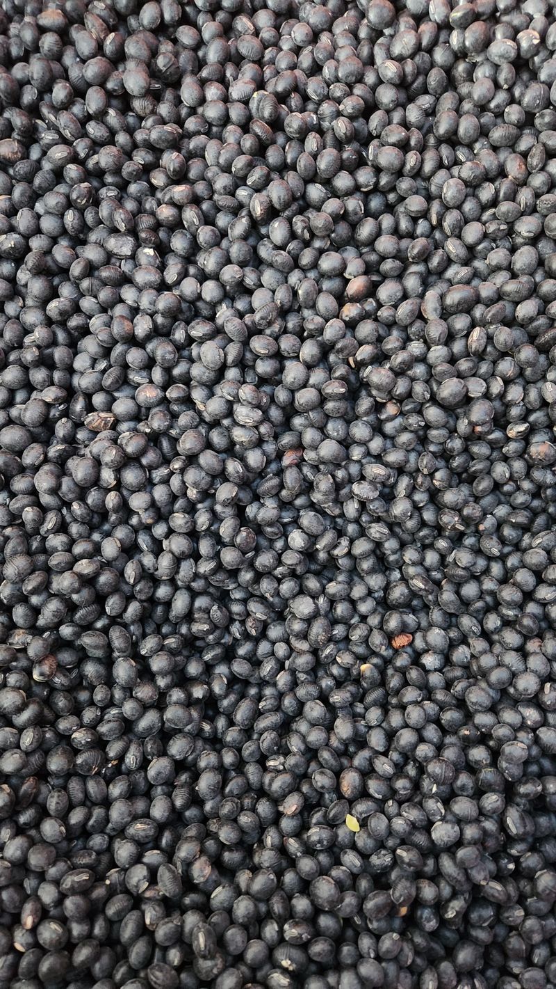 한정수님의 장터 판매 상품 [25년산 햇 서리태청자5호요] 첨부 사진