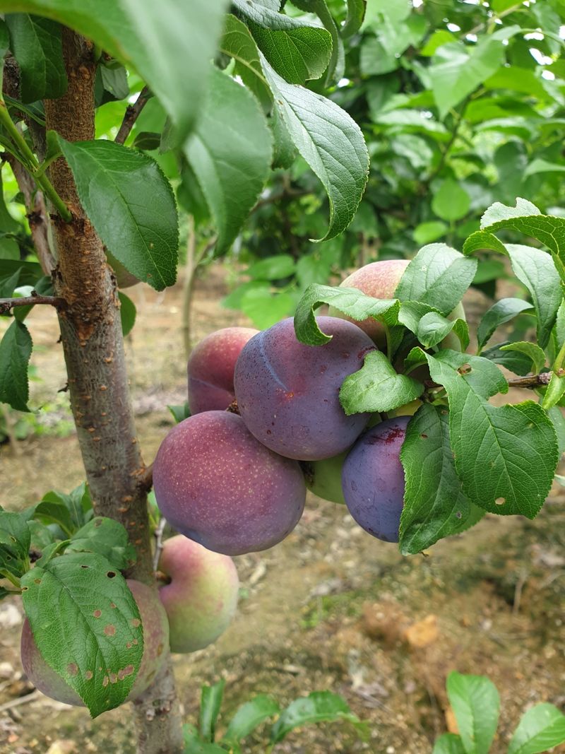 뿌리깊은나무농원님의 장터 판매 상품 [왕피자두나무 3년생 분묘 ] 첨부 사진