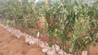 뿌리깊은나무농원님의 작성글 사진